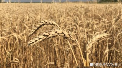 Засуха и жара погубили почти один процент урожая